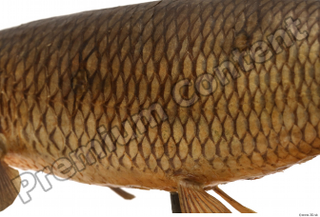 Common chub Squalius cephalus back belly body scales 0002.jpg